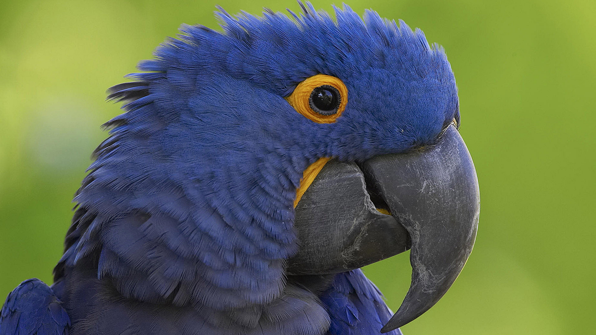 The elevator pitch: Who or what is Polly?
